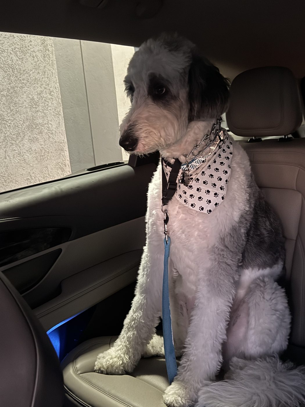 A fluffy gray and white sheepadoodle wearing a paw-print bandana, sitting upright in the back seat with a clipped safety harness during a private transport.