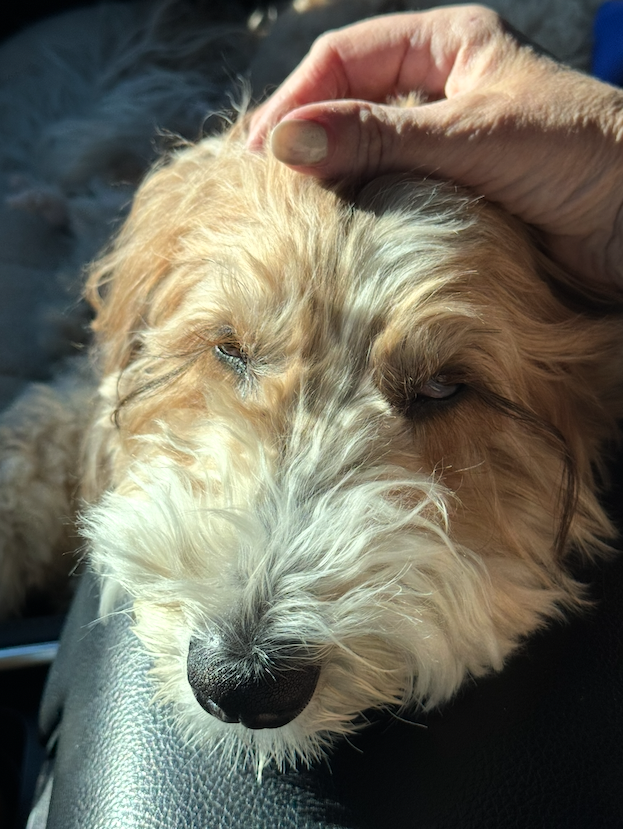 A goldendoodle resting peacefully with a caretaker's reassuring hand on his head during a private transport.