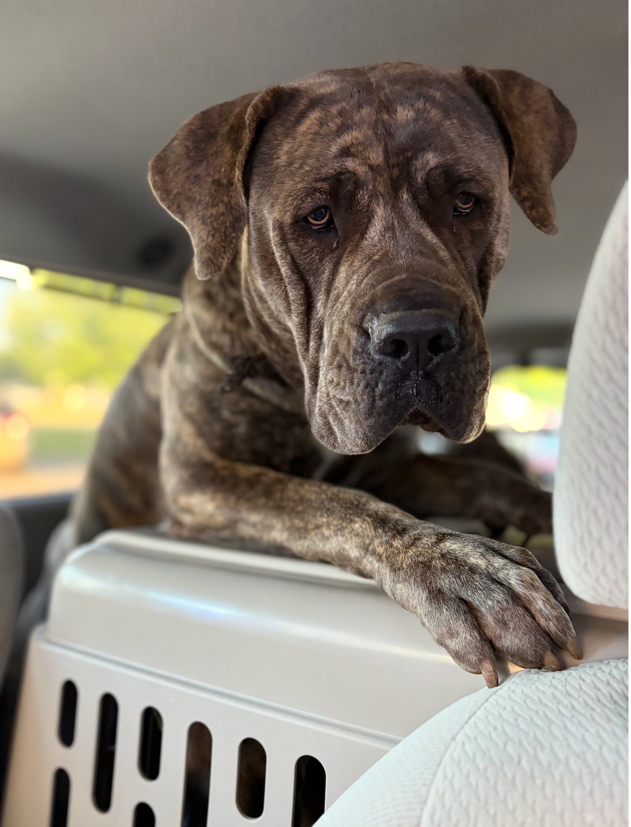 A large brindle mastiff resting his paw on a secure travel crate inside the vehicle.