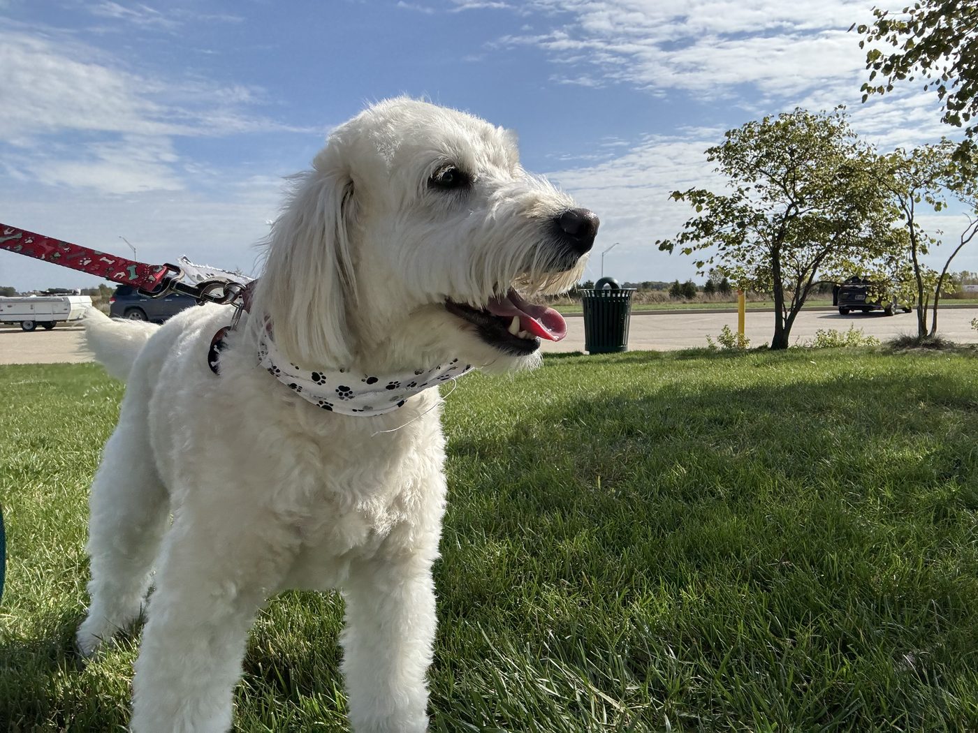 A happy white fluffy dog in a paw-print bandana enjoying a leashed stretch break on the grass at a rest stop along the route.