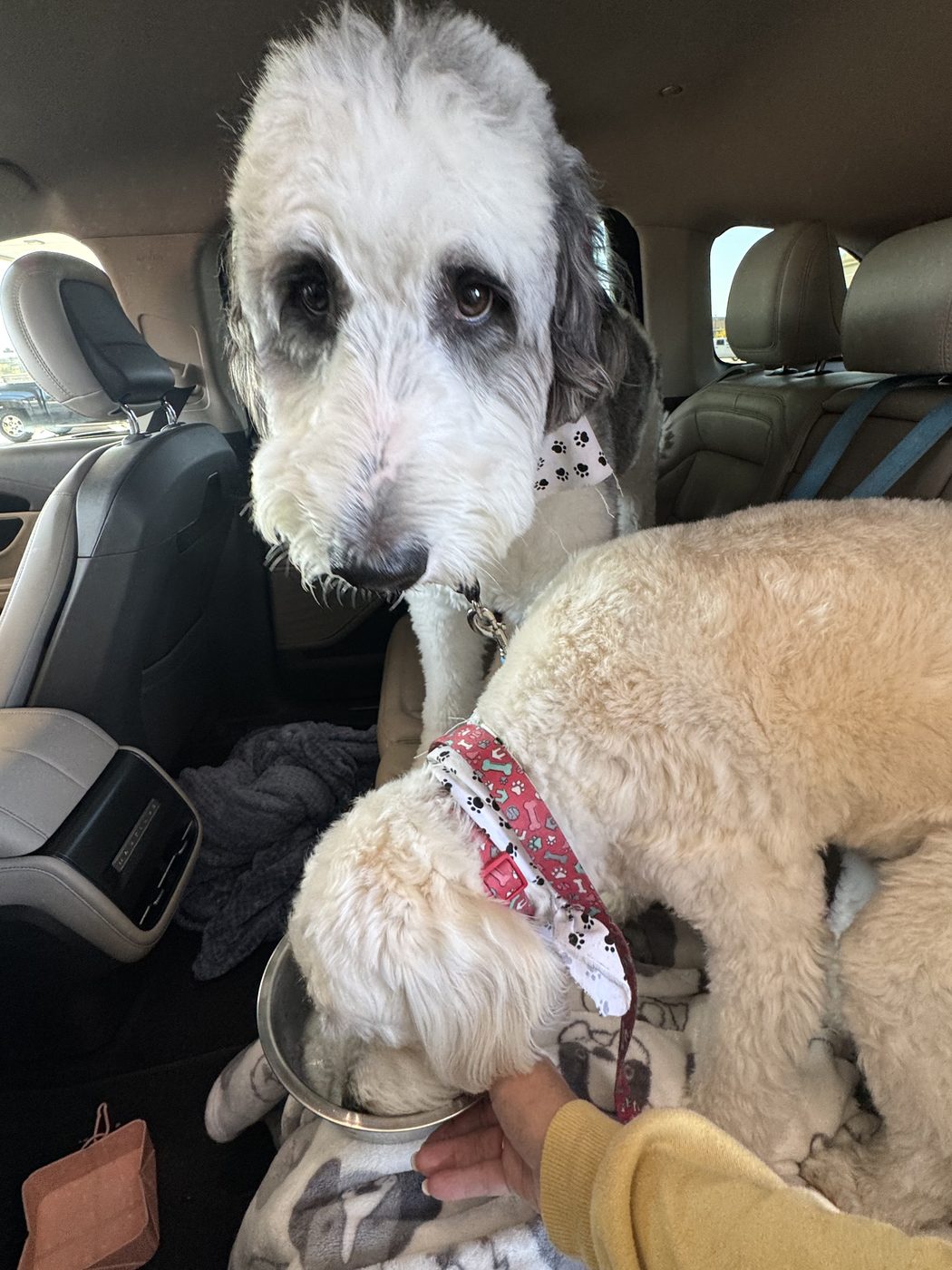 Two dogs riding together in the back seat while one drinks from a water bowl held by a caregiver during a scheduled break.