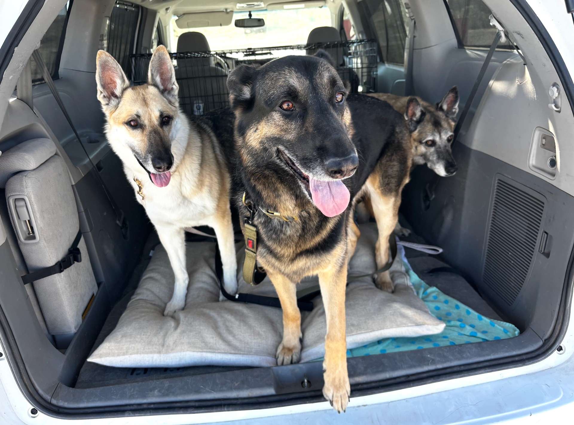 Three German Shepherd family dogs riding together on a cushioned bed in the back of an SUV during a private Door To Door Pet Delivery transport, showing our comfort and space for same-household groups.