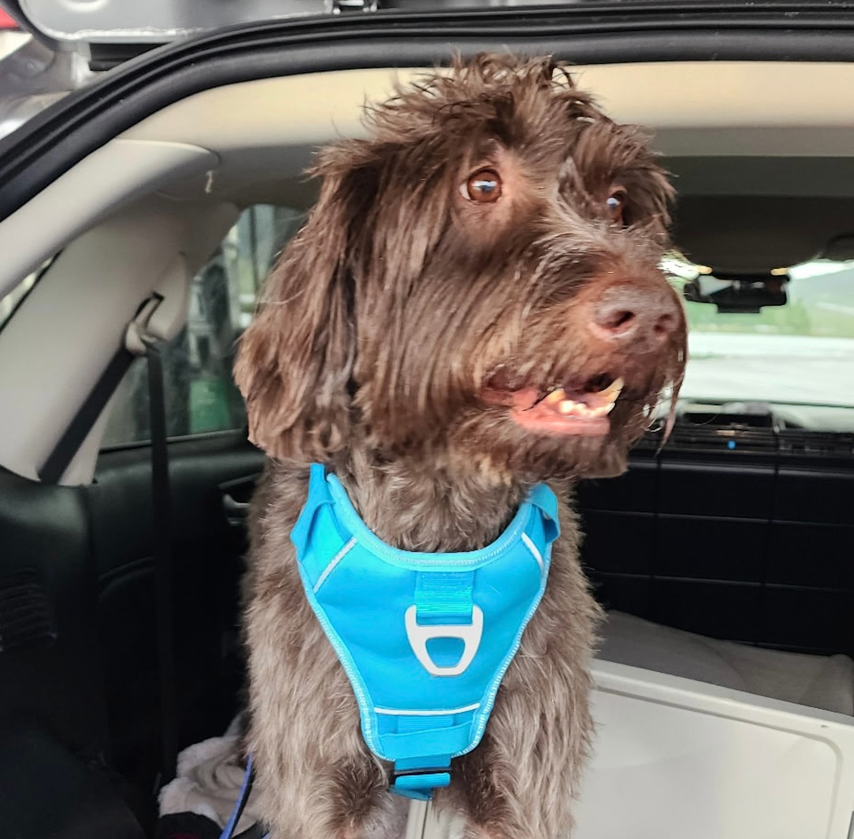 Pet transported for Joselyn