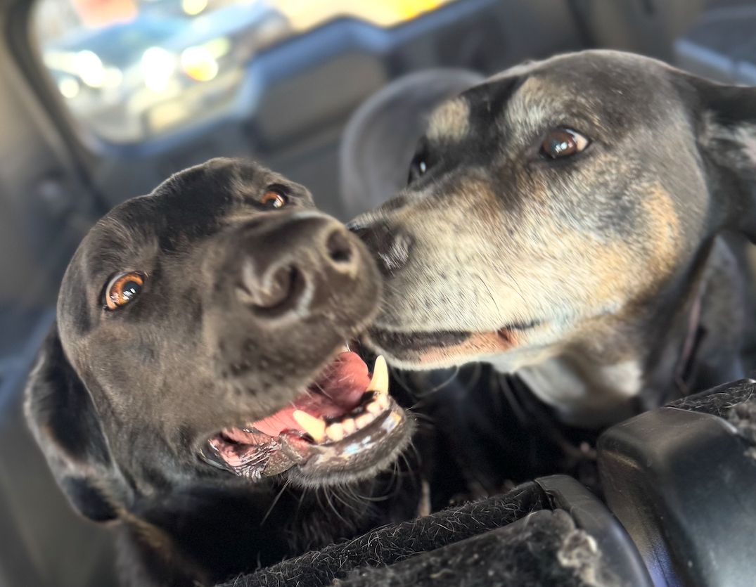 Two dogs from the same family riding nose to nose in the back of the transport vehicle, sharing a happy moment on the road.
