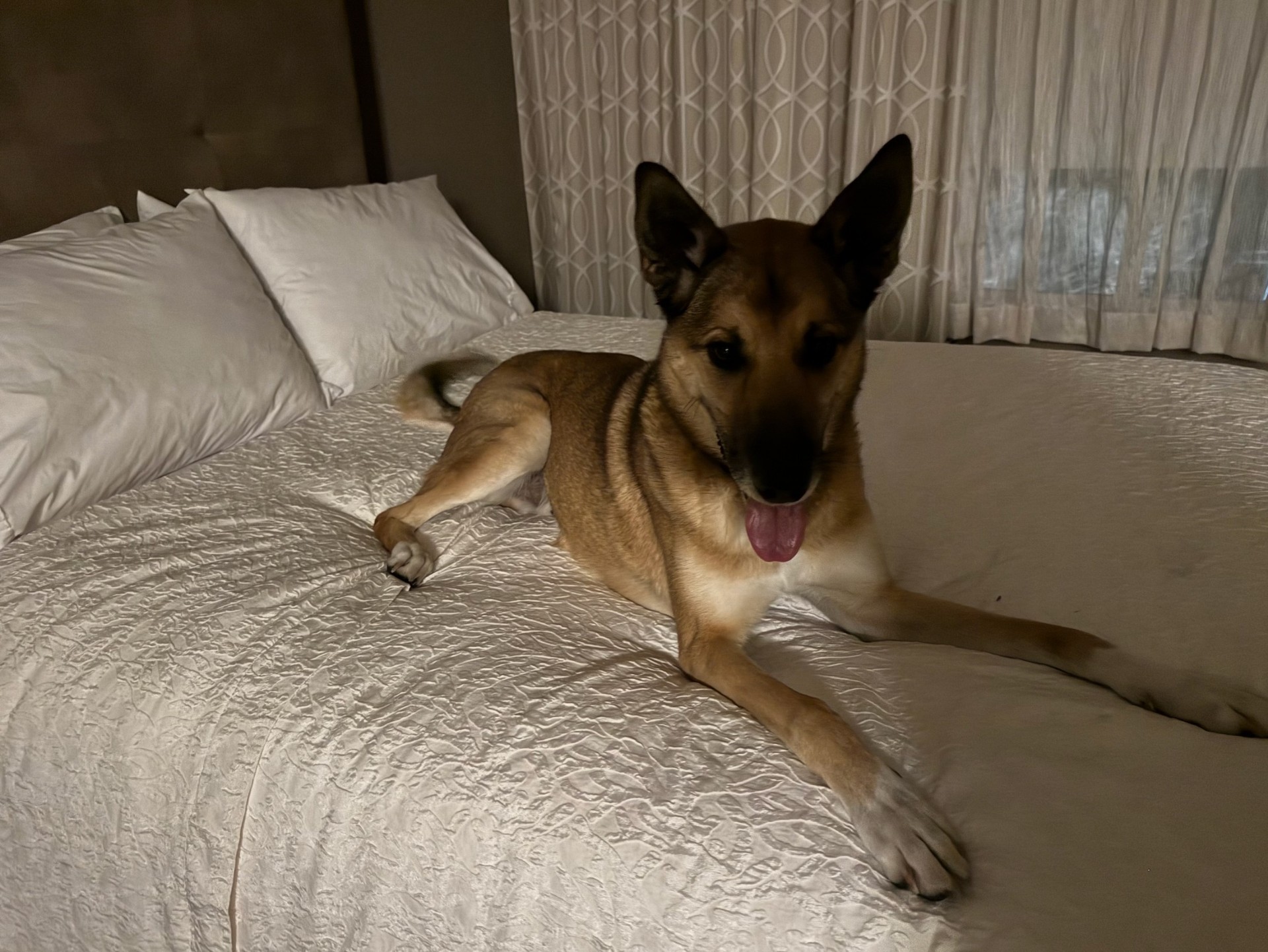 A shepherd mix relaxing on a fresh hotel bed during an overnight rest stop on a multi-day transport.