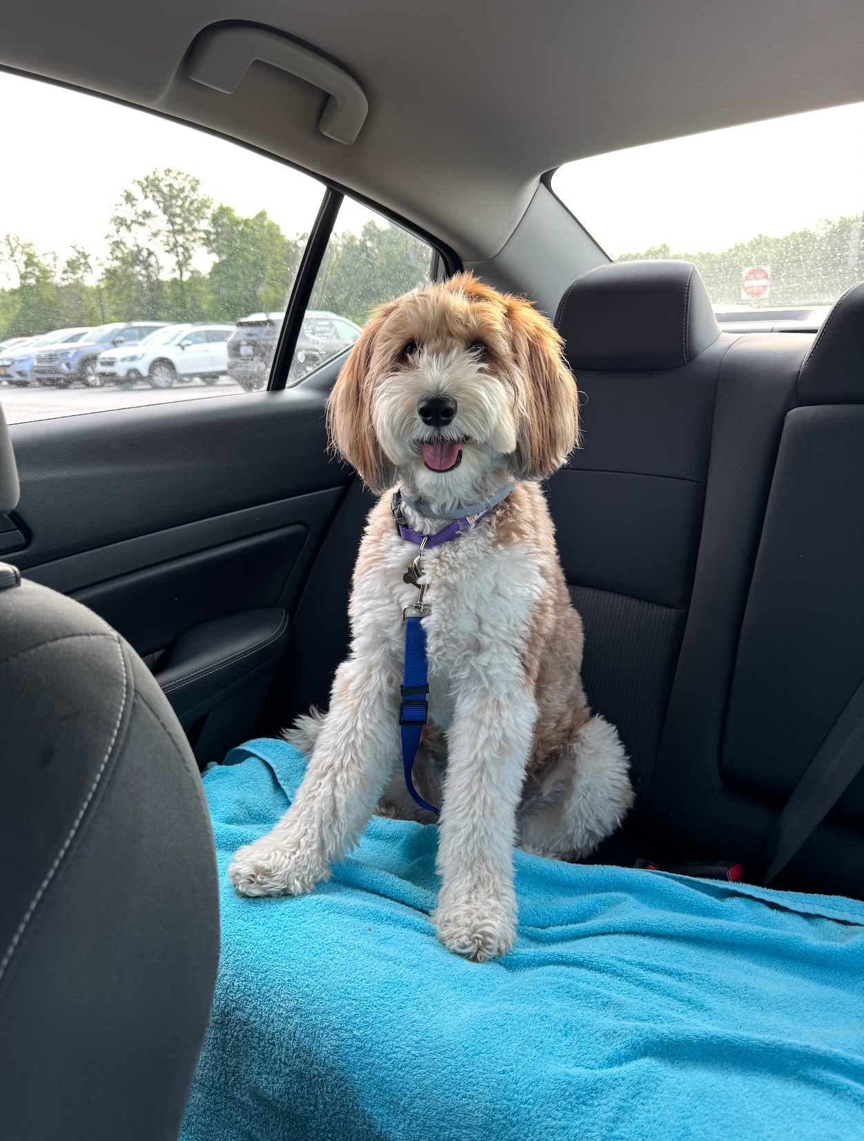 A goldendoodle sitting securely on a soft towel in the back seat, safely buckled into a harness strap for the ride.