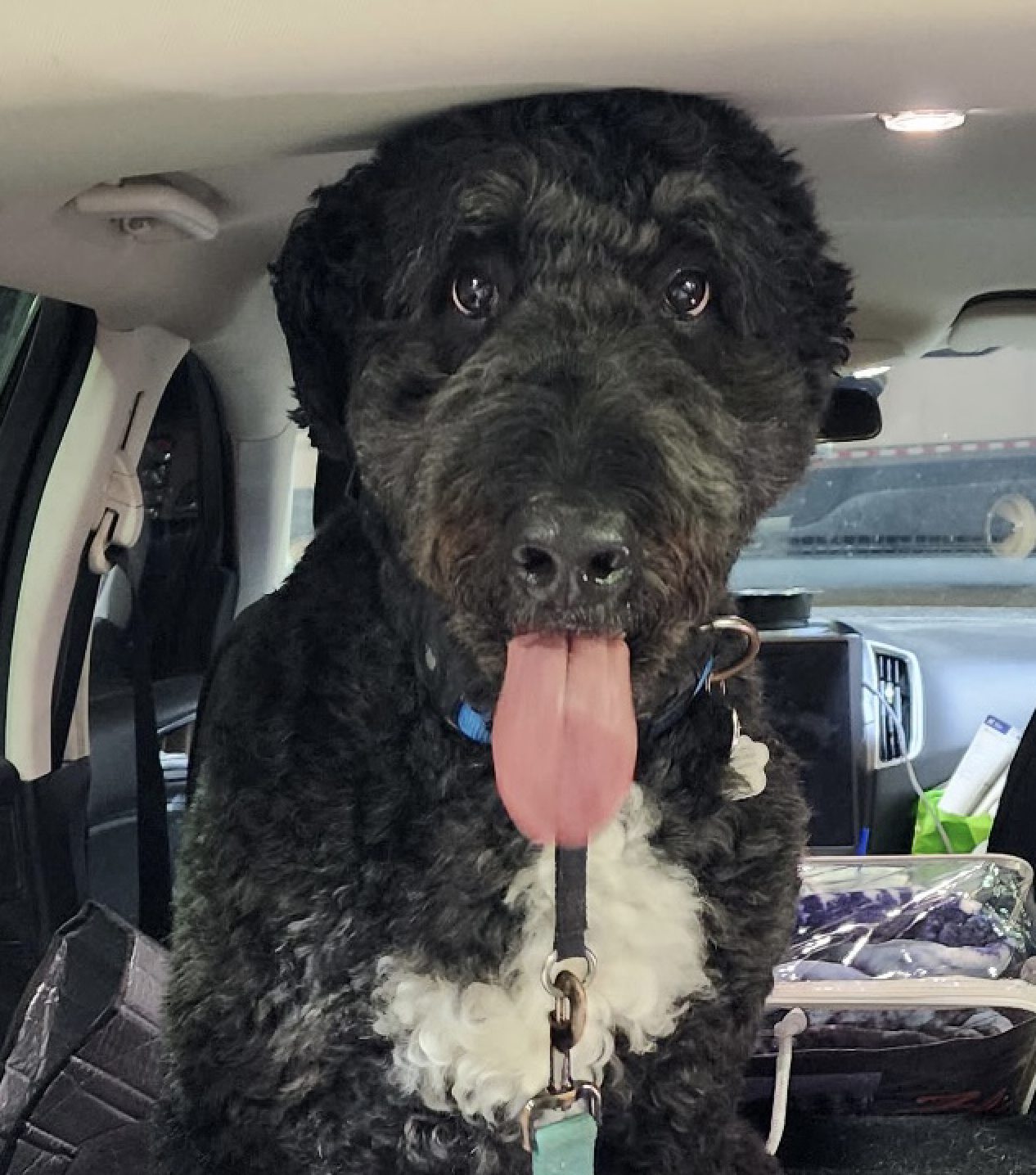 A happy dark goldendoodle sitting calmly in the front seat of the vehicle with his tongue out, enjoying the ride during a private cross-country trip.