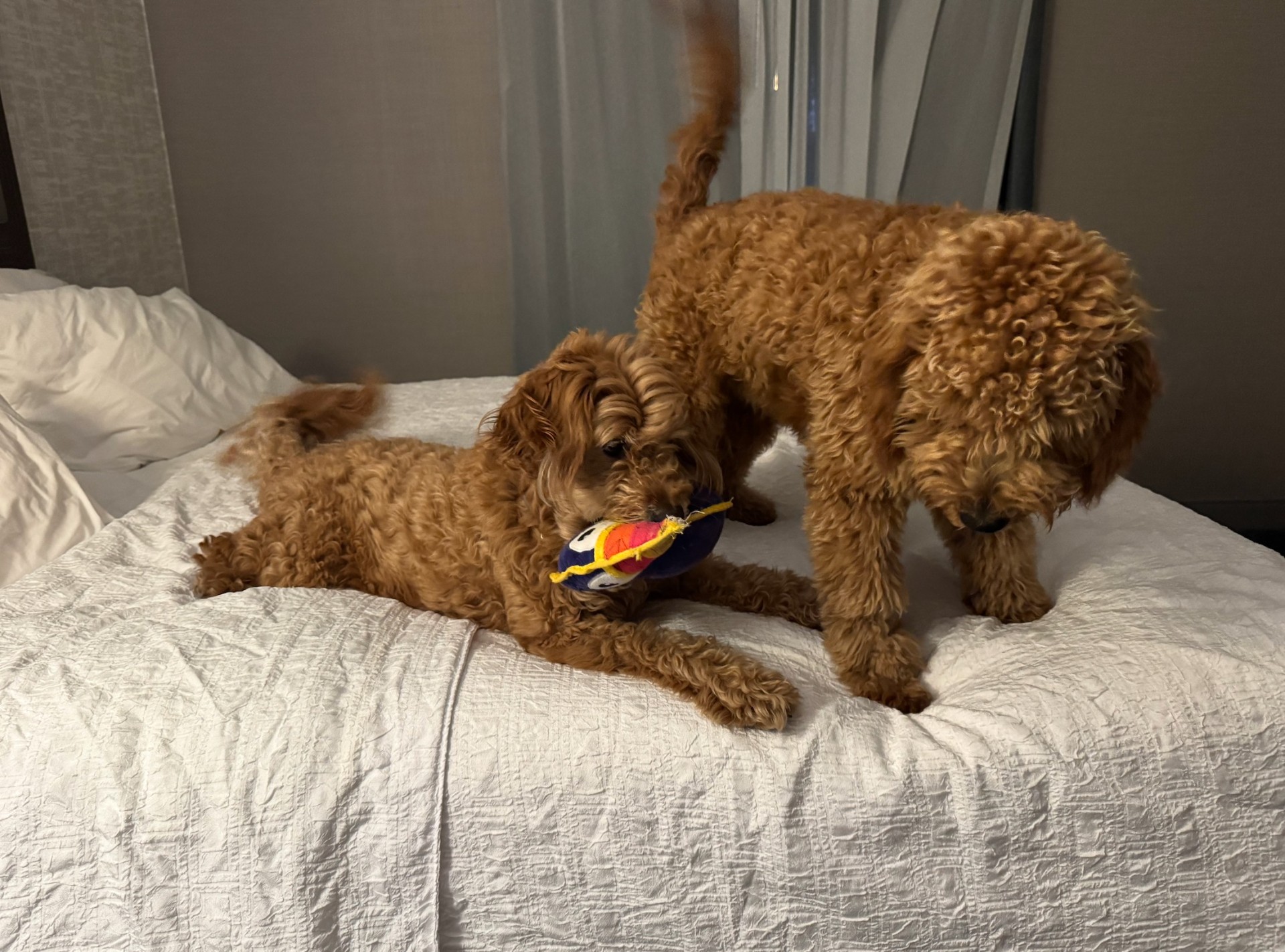 Two red goldendoodles playing together with a soft toy on a fresh hotel bed during an overnight rest stop on a multi-day transport.
